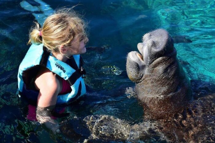 Sea Lions & Manties Interaction Puerto Aventuras