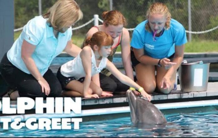 Dolphin Meet & Greet Puerto Aventuras